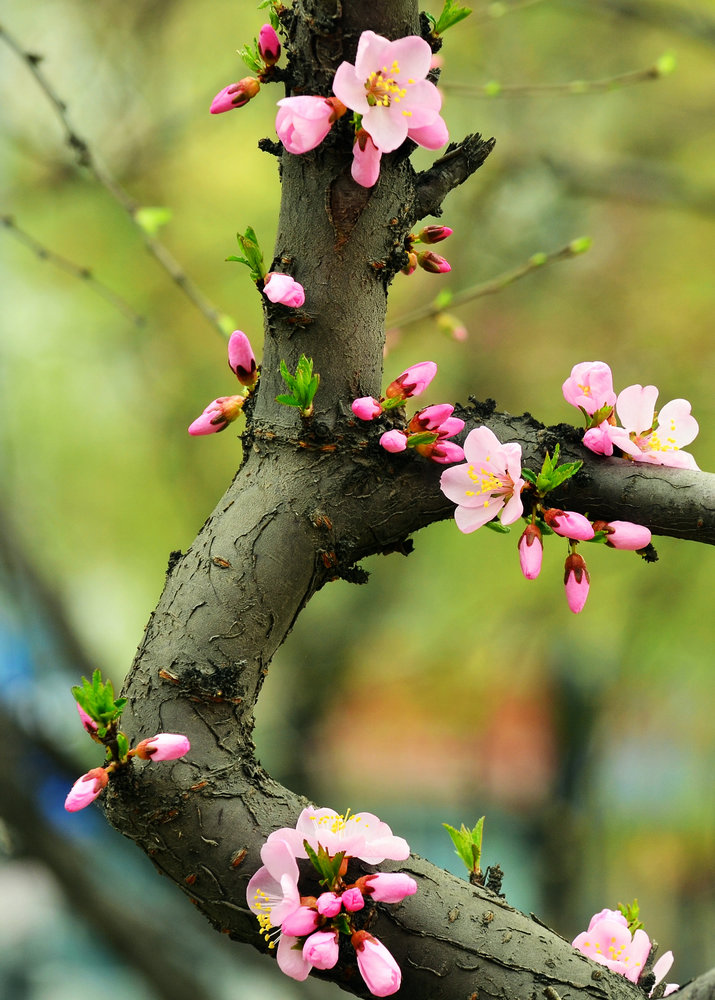 杏花节—老树新芽