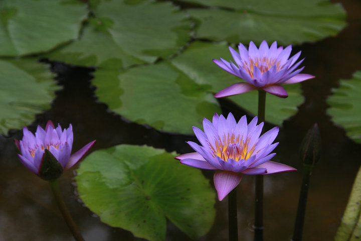 成都万景公园道1號售楼处【2024成都新房二手房成交状况及2025年成都新房走势】