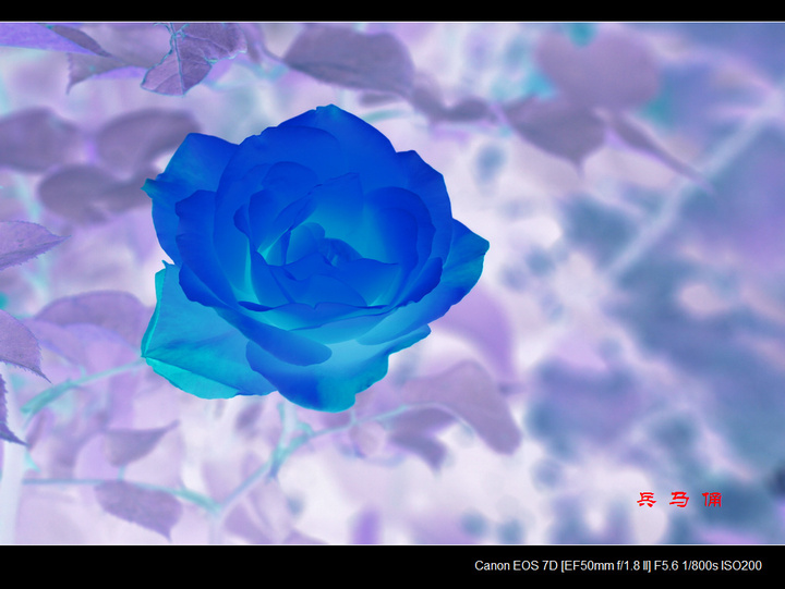 梦幻月季花