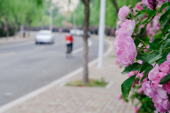 【蔷薇花的季节摄影图片】青岛市城阳区盈园广