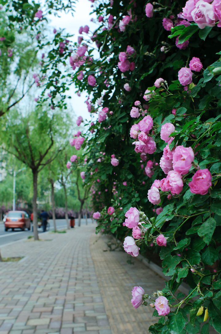 【蔷薇花的季节摄影图片】青岛市城阳区盈园广