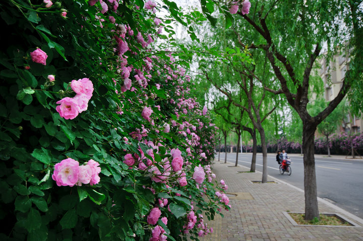 【蔷薇花的季节摄影图片】青岛市城阳区盈园广