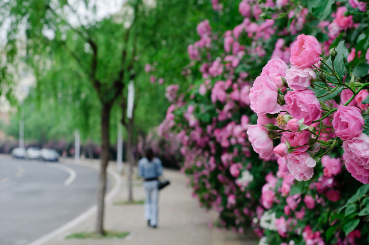 【蔷薇花的季节摄影图片】青岛市城阳区盈园广