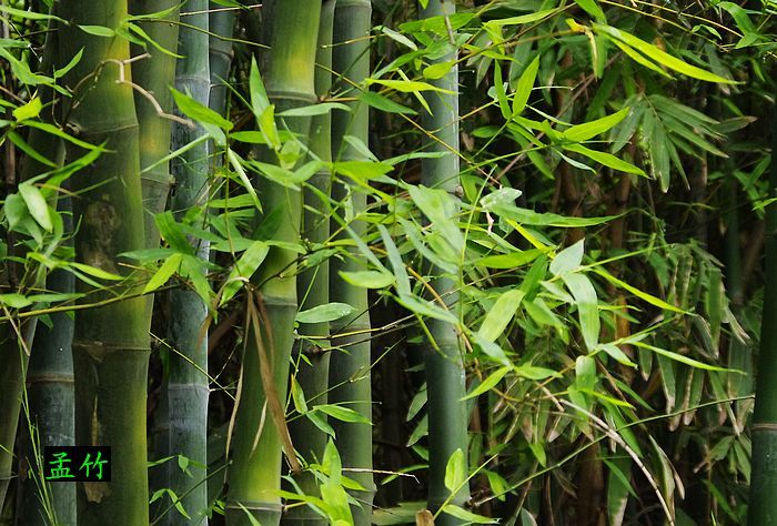 【几种竹子摄影图片】竹园生态摄影