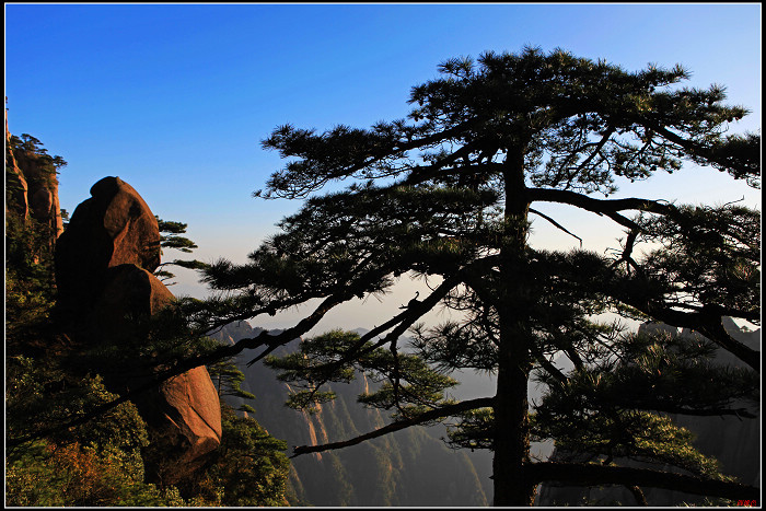 【松树的风格摄影图片】三清山生态摄影_四维色_太平洋电脑网摄影部落