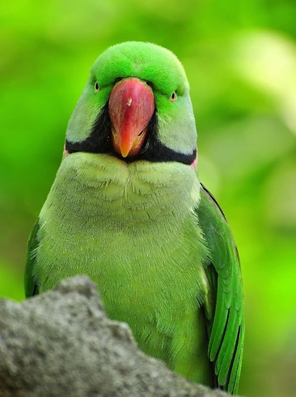 绿鹦鹉