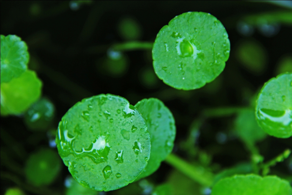 雨后的铜钱草