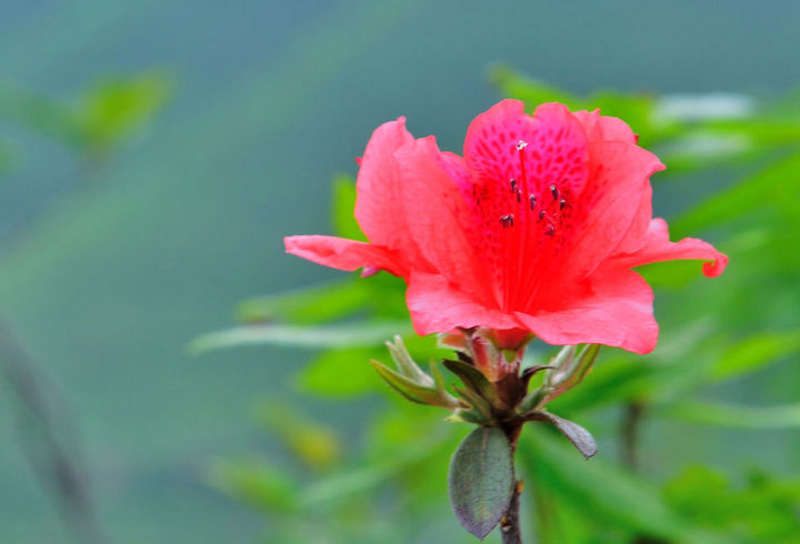 我的家乡美·5-满山盛开的杜鹃花