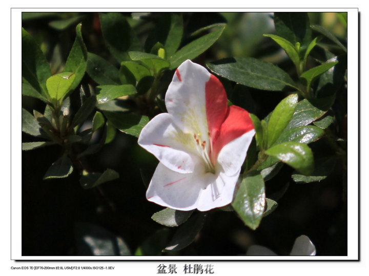 日本原生盆景杜鹃花