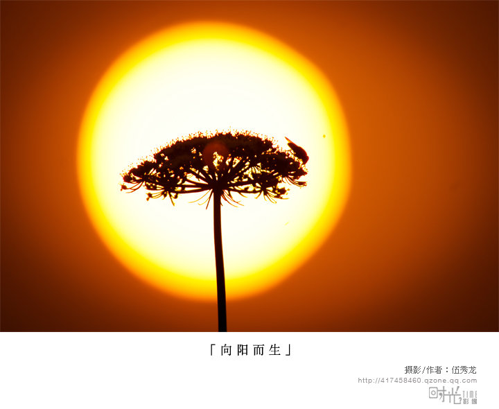 「向阳而生」