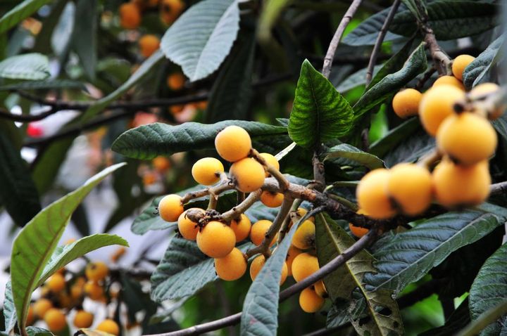 【父母亲种植的枇杷摄影图片】杭州萧山区纪实摄影_网