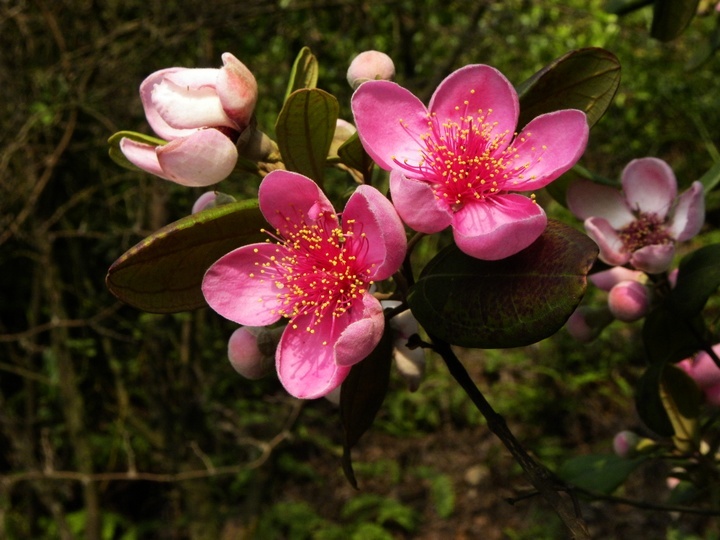 山棯花