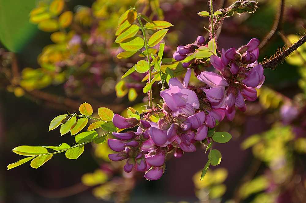 红槐花