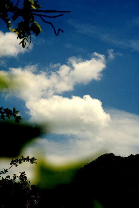 【透过绿叶看云摄影图片】陕西 渭南风光旅游