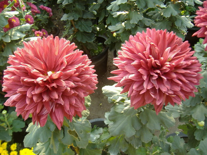 美丽的菊花展