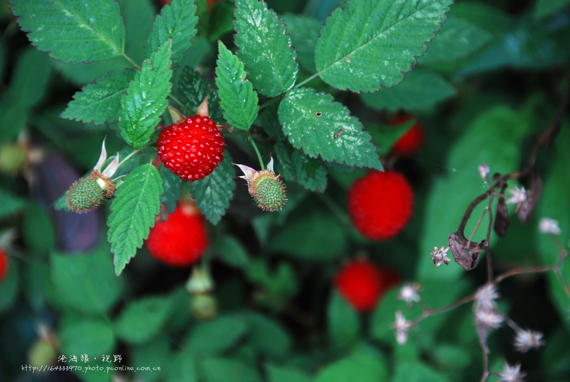 草莓开花|摄影|风光摄影|sosovipp - 原创作品 - 站酷 (ZCOOL)