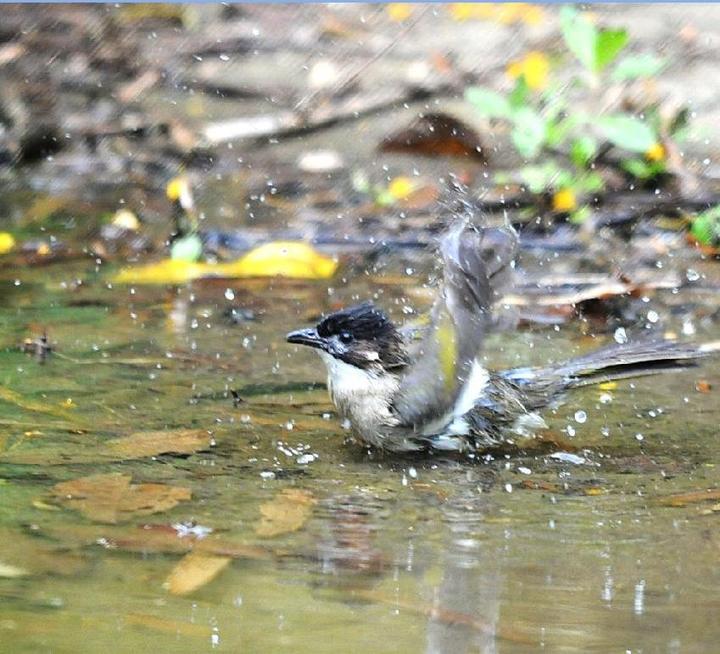 【小鸟洗澡记摄影图片】柳州郊外生态摄影