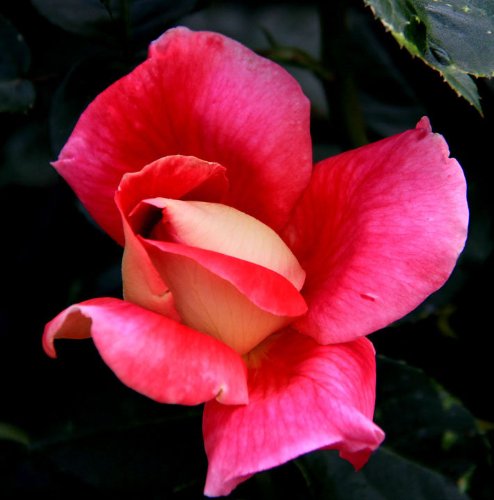【和平之花摄影图片】常州,紫荆公园生态摄影