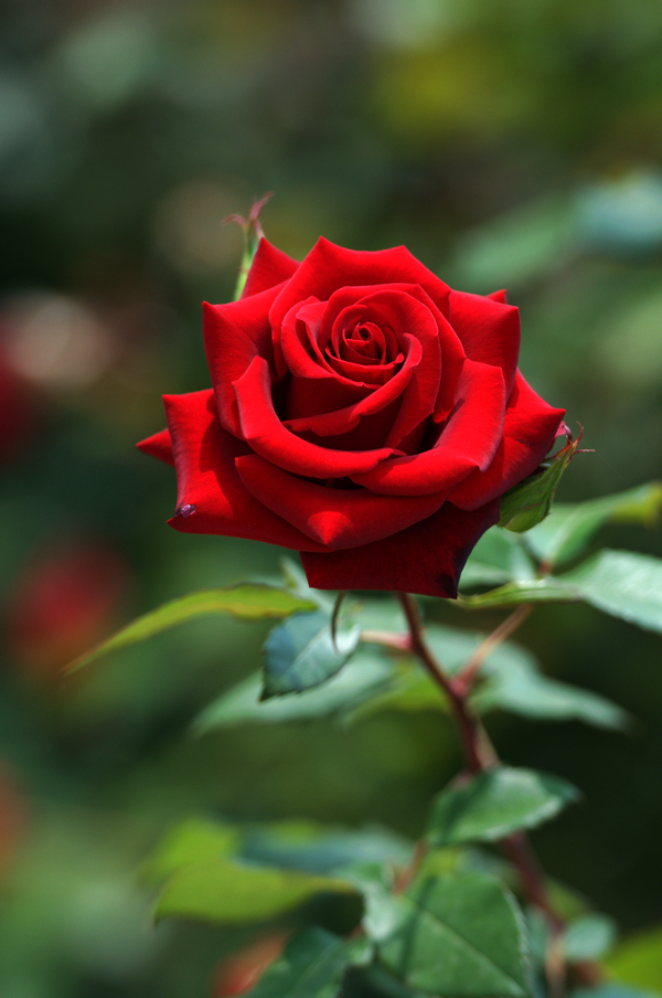 【送上一枝玫瑰摄影图片】花园生态摄影_太平洋电脑网