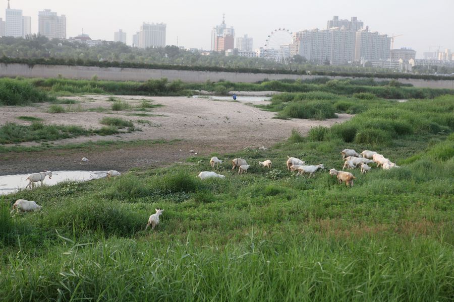 【渭河湿地牧羊(上)摄影图片】咸阳渭河纪实摄