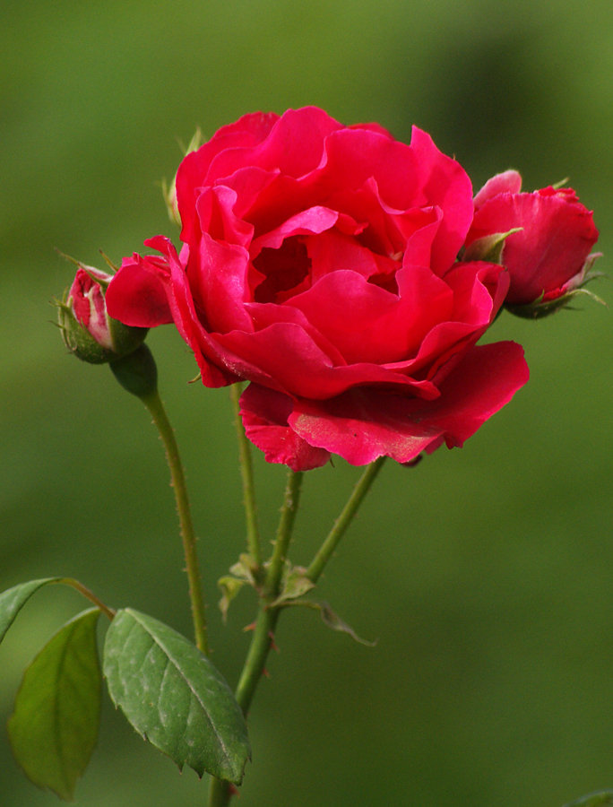蔷薇花
