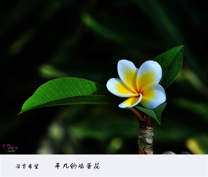 平凡鸡蛋花