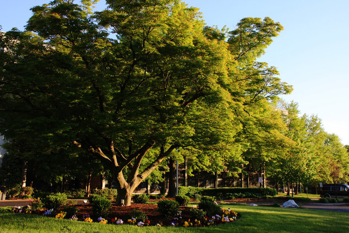 double tree