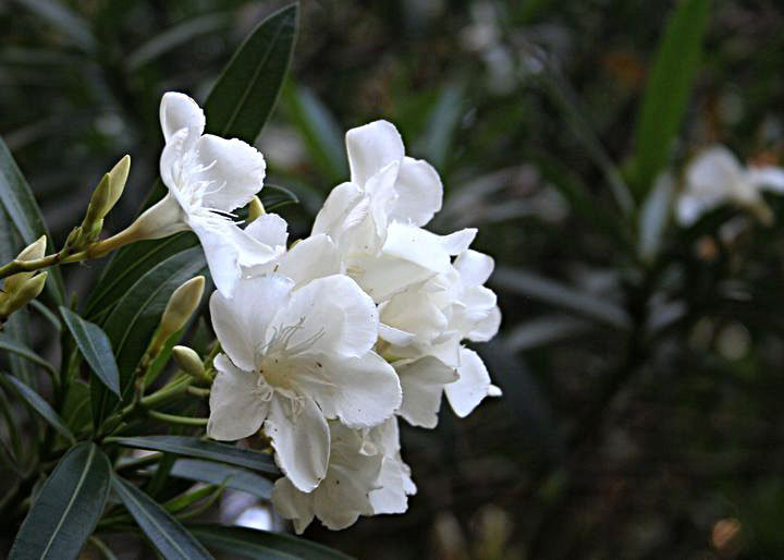 白花夹竹桃