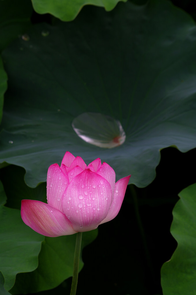 雨后荷花