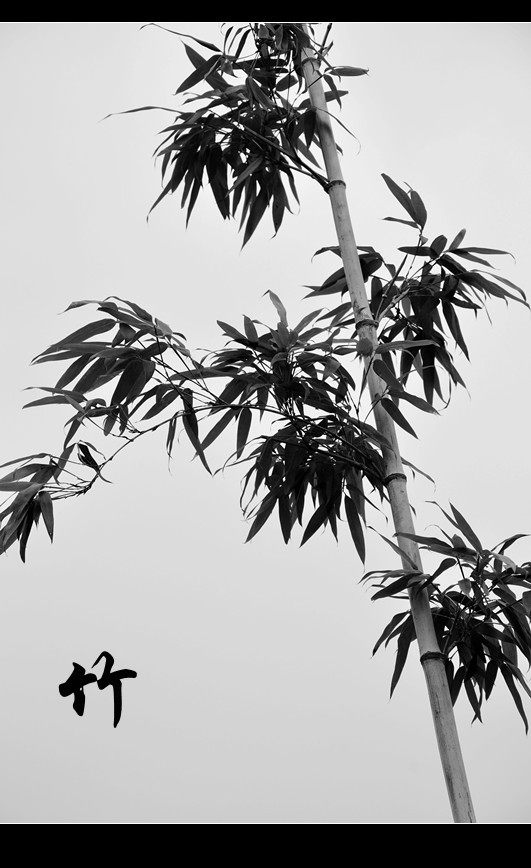水墨丹青.竹