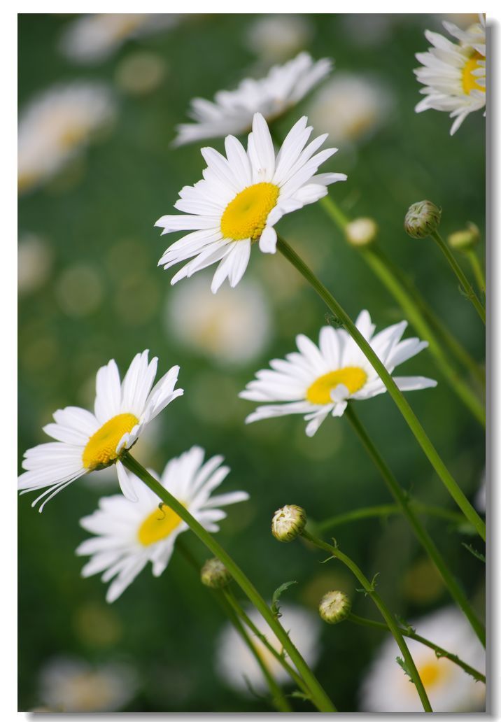 野菊花
