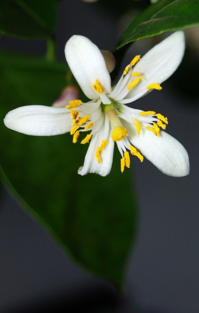 橘子花