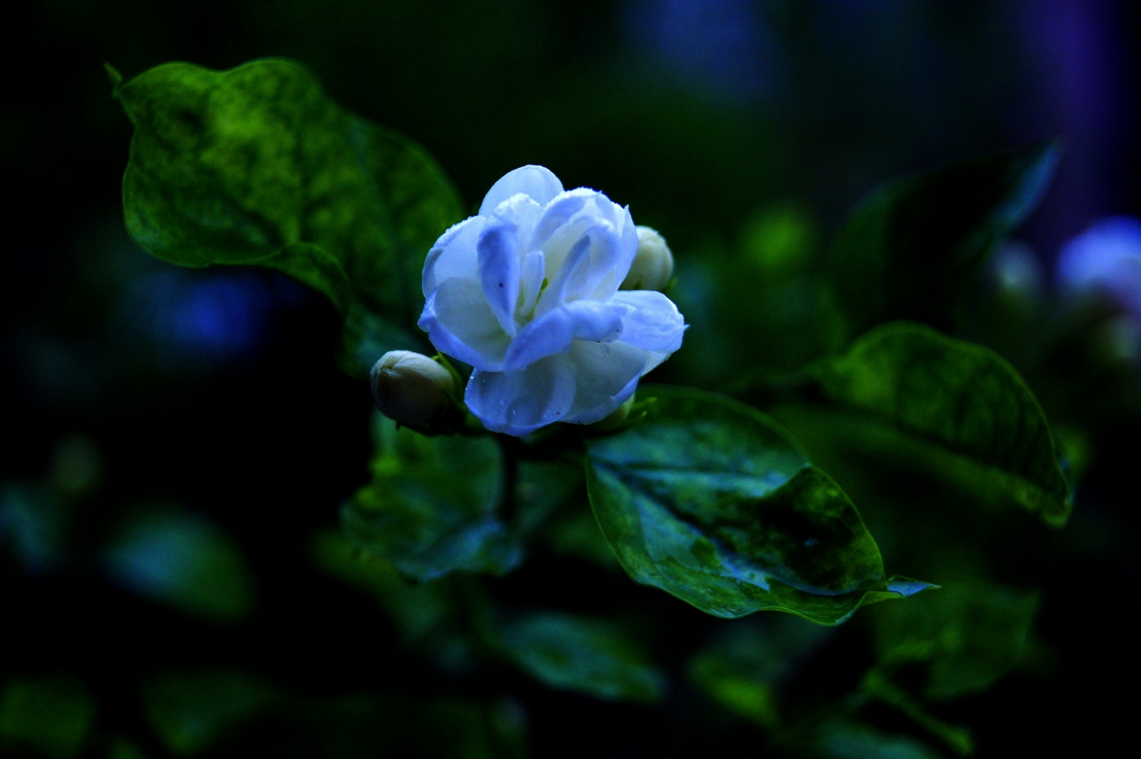 雨后茉莉花