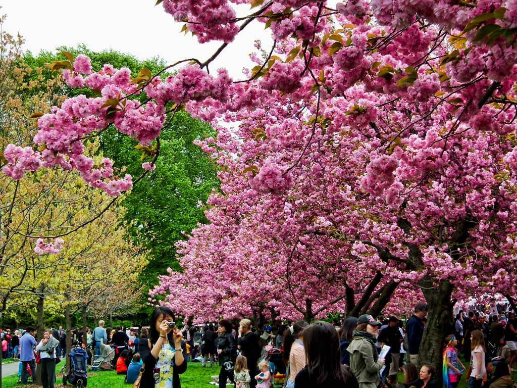 2011年纽约樱花节