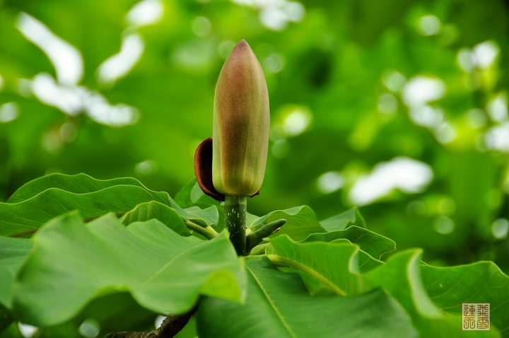 厚朴花开