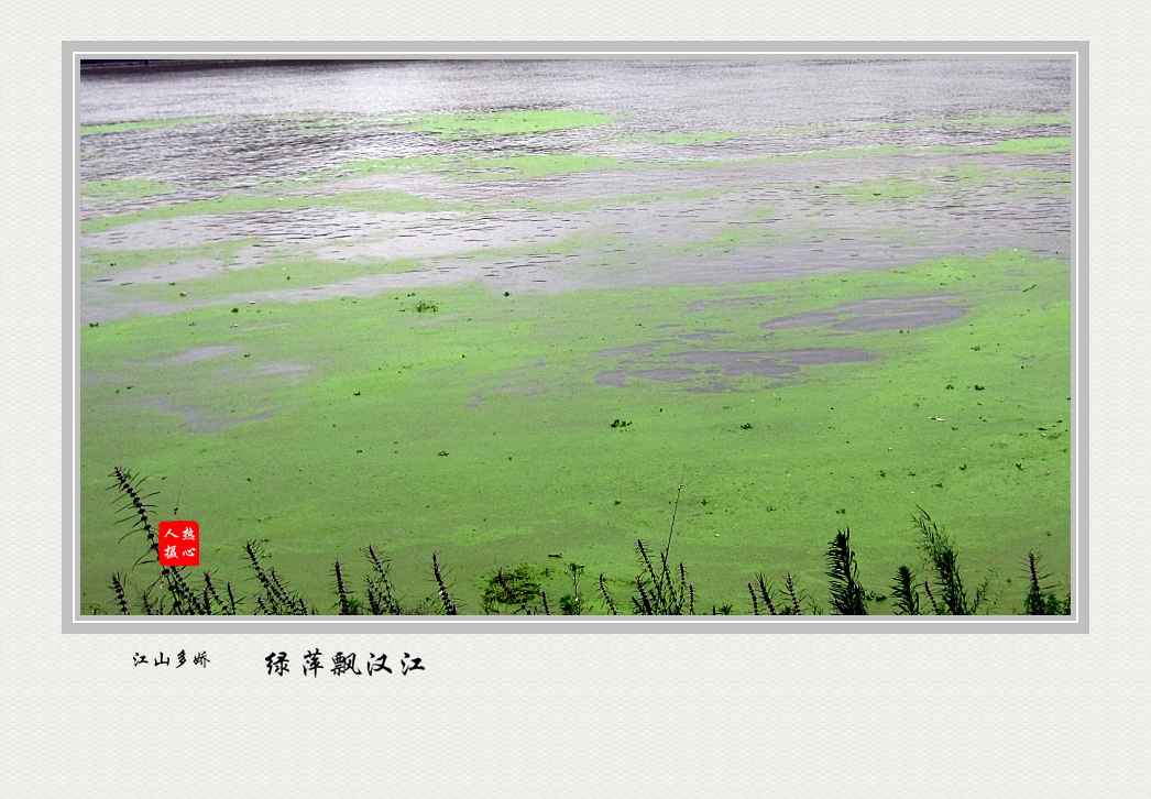 绿萍飘汉江