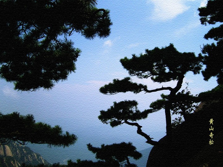 【黄山奇松怪石】