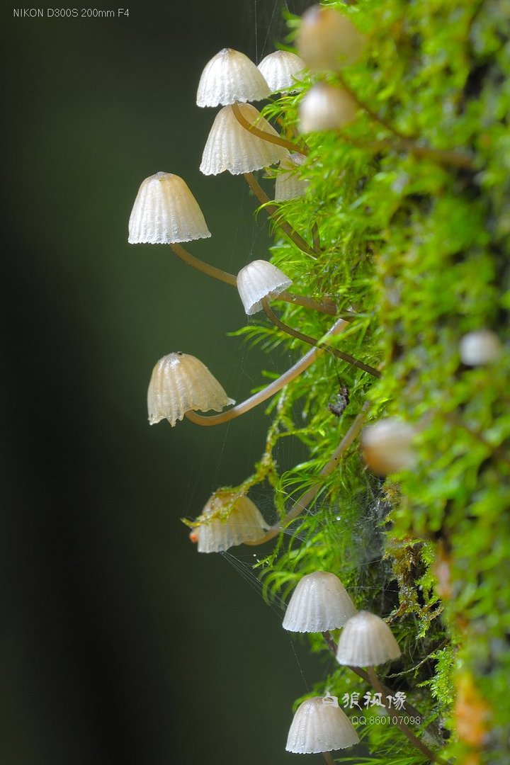 微距野生植物和菌类3