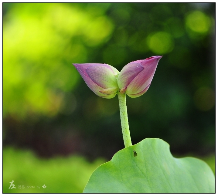 并蒂莲花