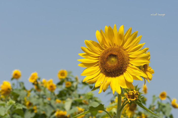 【朵朵花儿向太阳摄影图片】大道景观苗莆生态