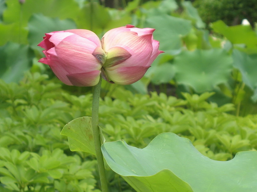 荷花并蒂莲