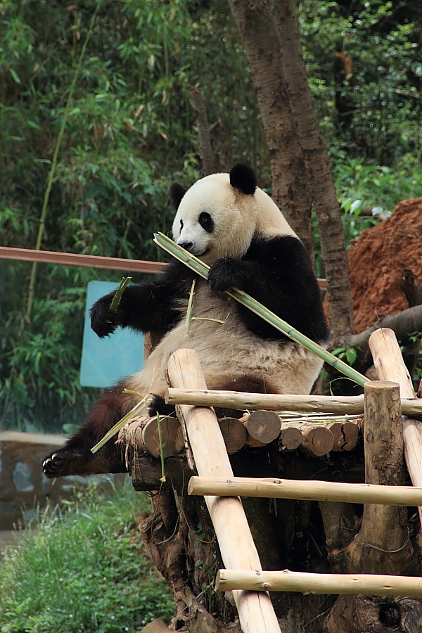 【云南野生动物园摄影图片】昆明云南野生动物园生态