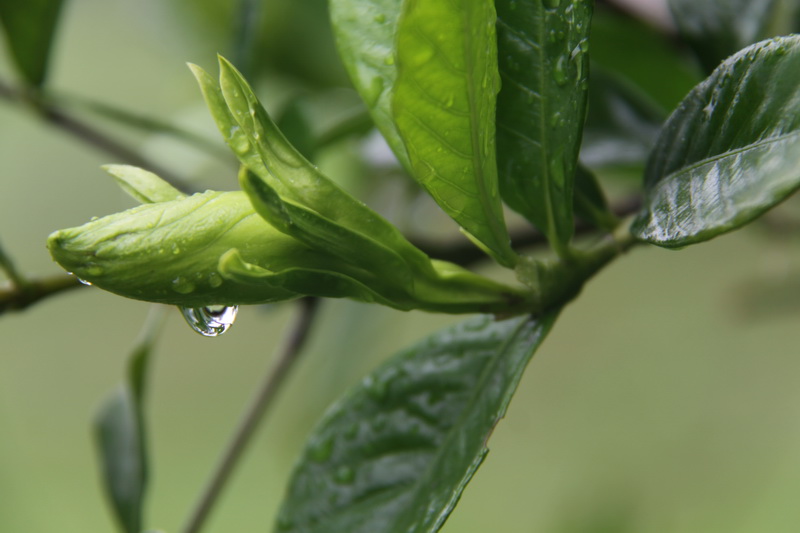 雨中的植物园----雨天随拍!