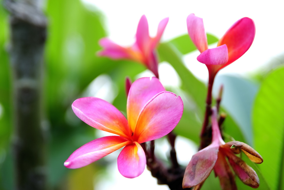 花之歌