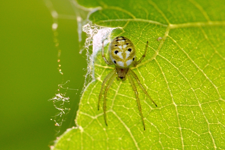 微距—小蜘蛛