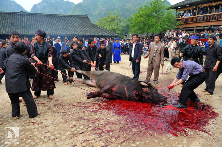 【多彩贵州--杀牛祭祖摄影图片】贵州纪实摄影