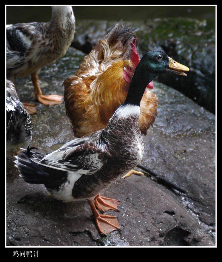 【鸡同鸭讲摄影图片】广州晓港公园生态摄影_