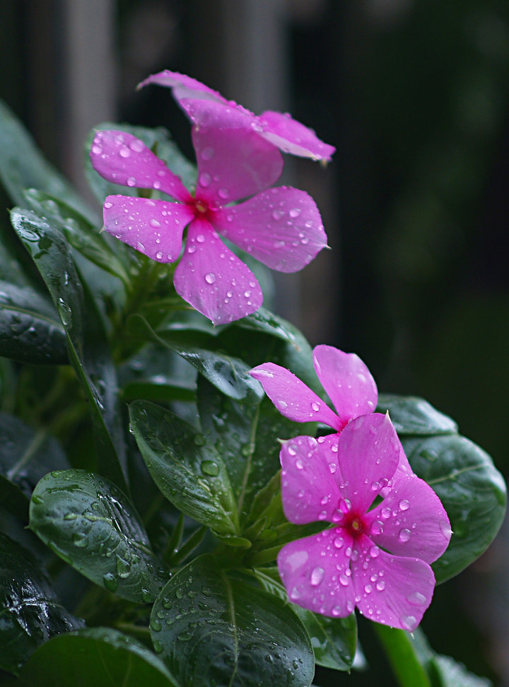 雨后小花