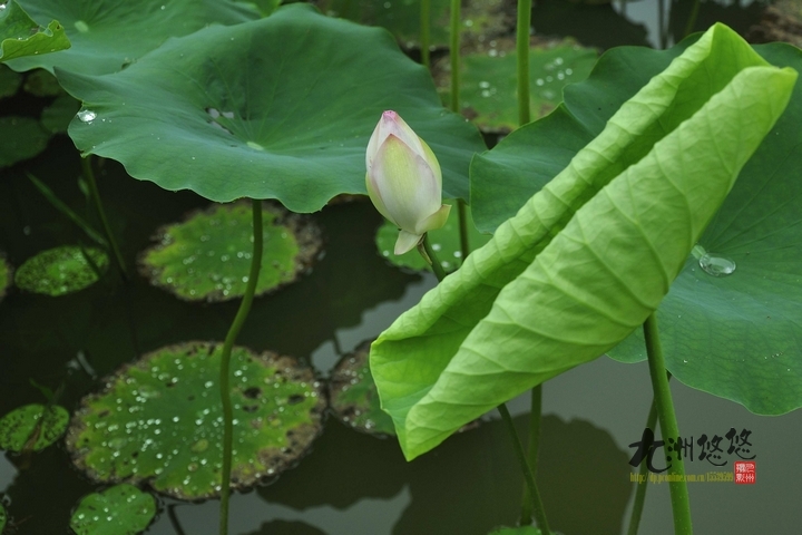 荷塘细雨