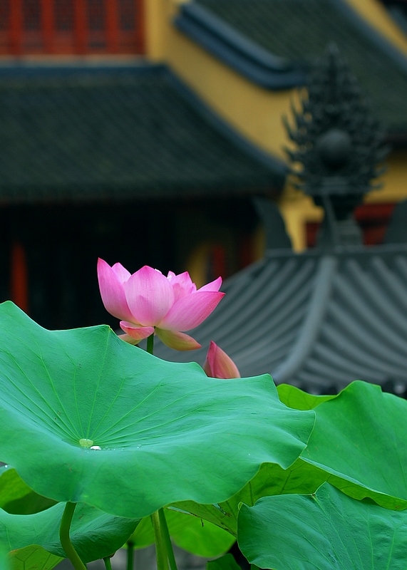 我是佛前的一朵青莲
